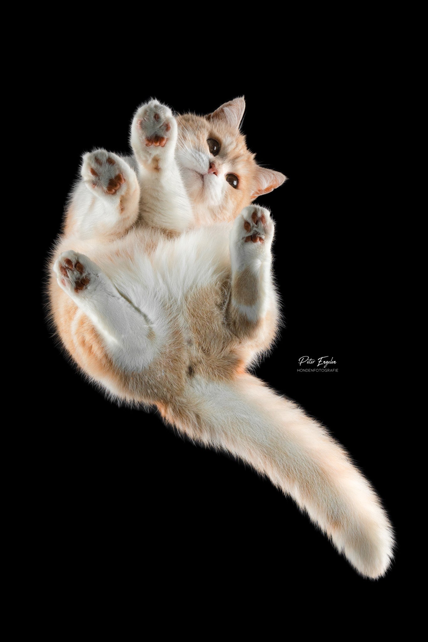 Huisdierportret Blackfoto Animal Portrait