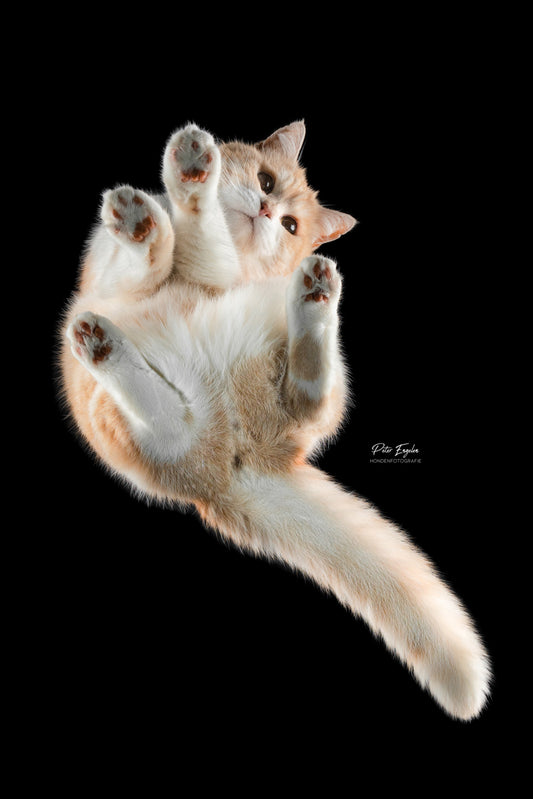 Huisdierportret Blackfoto Animal Portrait